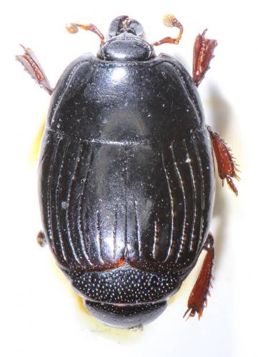 Atholus corvinus